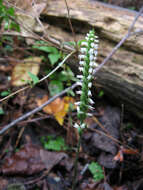 Image of October lady's tresses