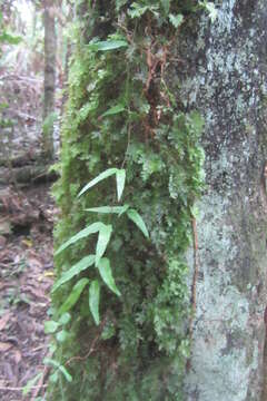 Imagem de Hymenophyllum flabellatum Labill.