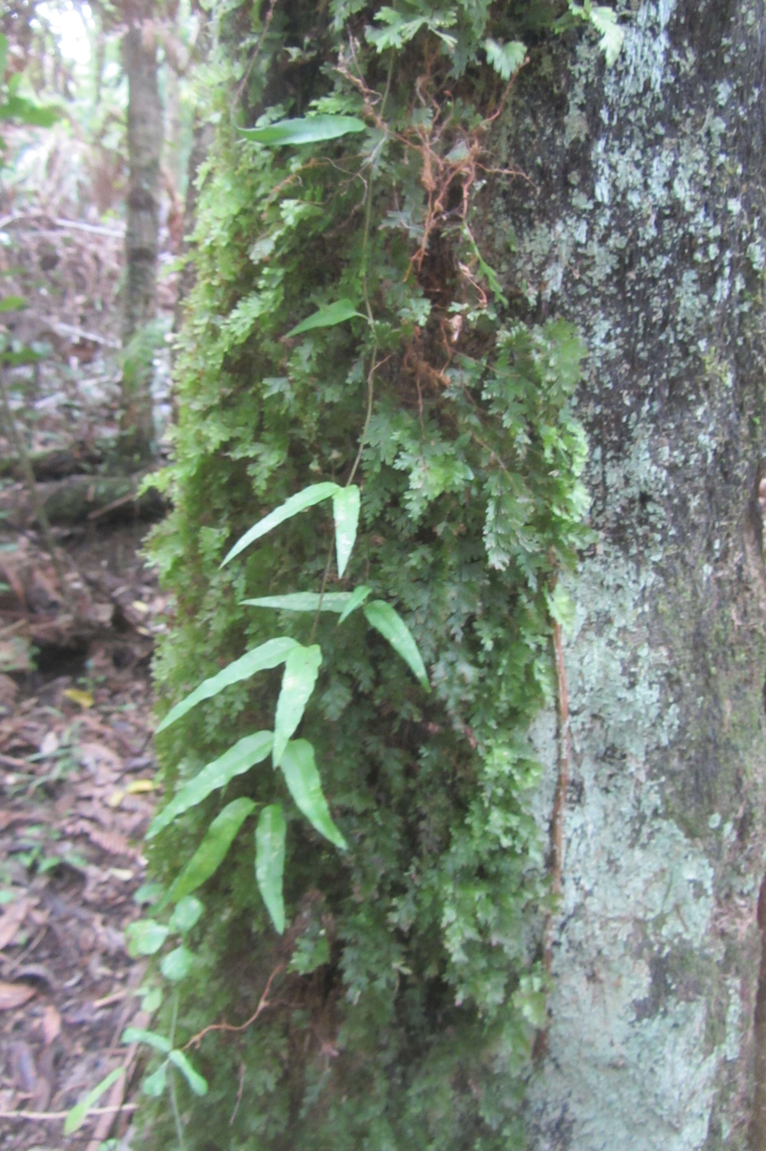 Imagem de Hymenophyllum flabellatum Labill.