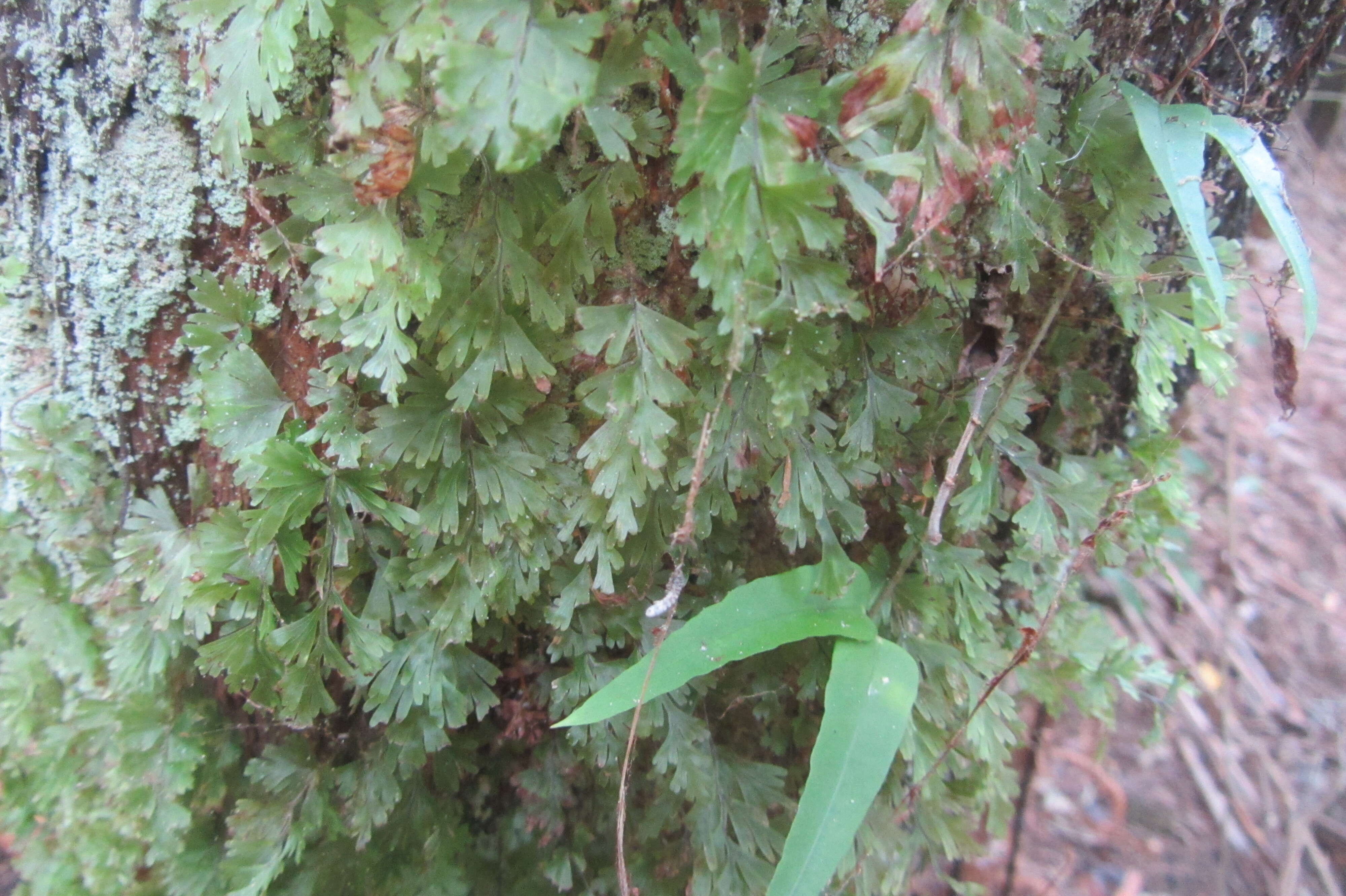 Imagem de Hymenophyllum flabellatum Labill.