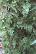 Imagem de Hymenophyllum flabellatum Labill.