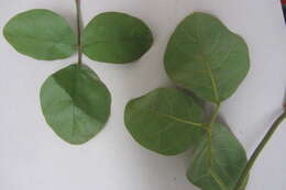 Image of Kennedia rubicunda Vent.