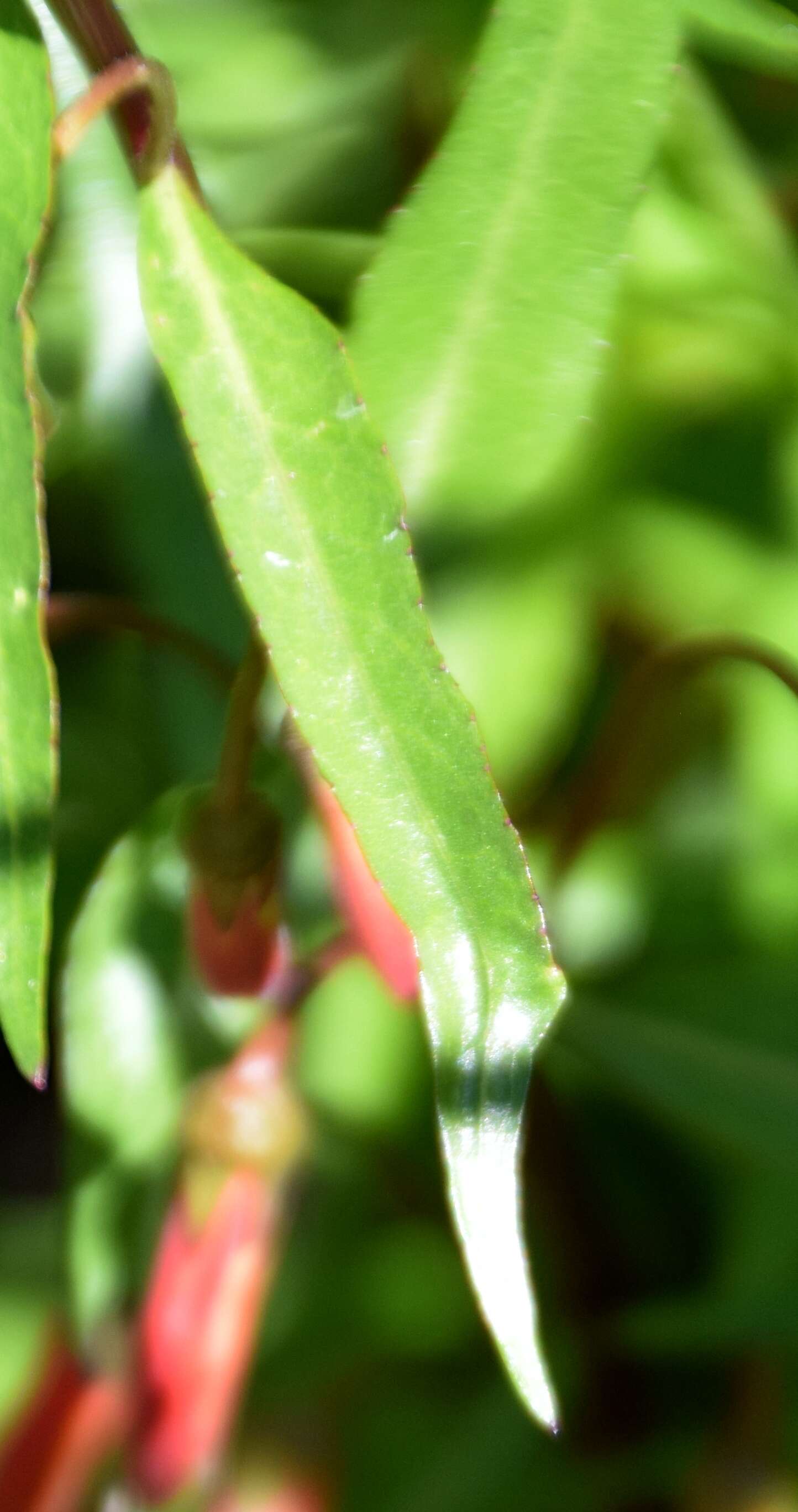 Imagem de Lobelia laxiflora Kunth