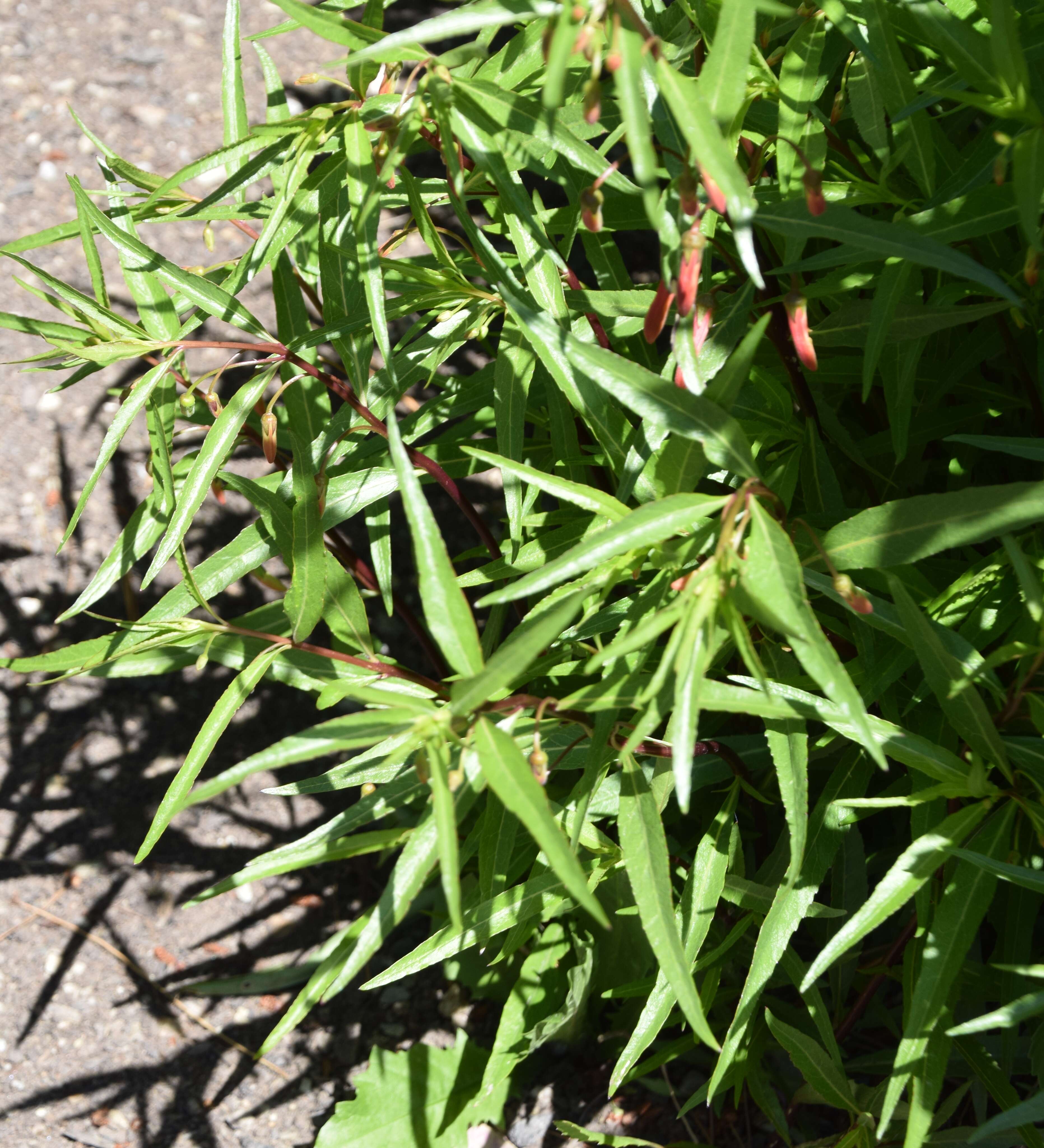 Image de Lobelia laxiflora Kunth