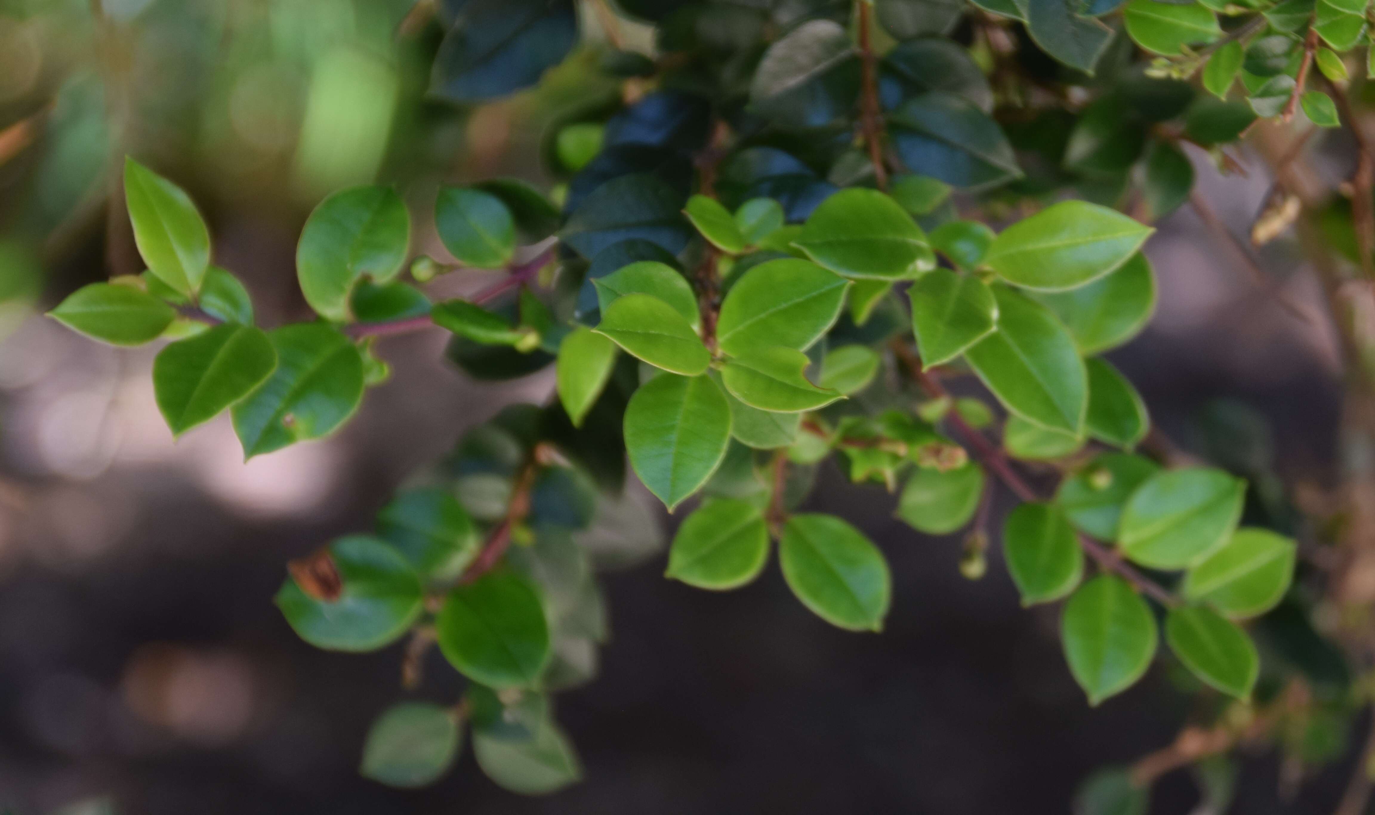 Sivun Luma apiculata (A. P. de Candolle) Burret kuva