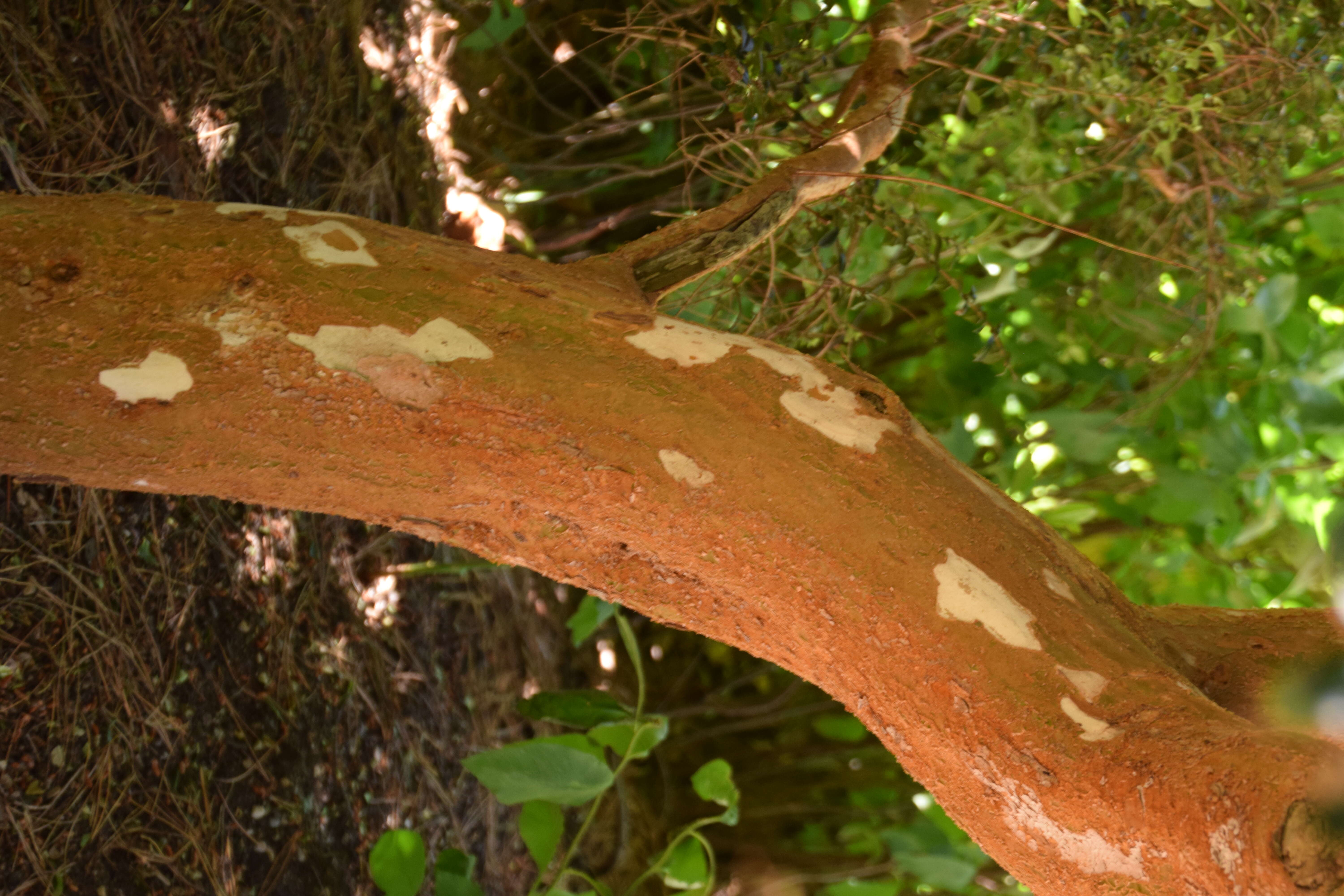 Image of Chilean Myrtle