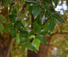 Imagem de Nothofagus moorei (F. Muell.) Krasser