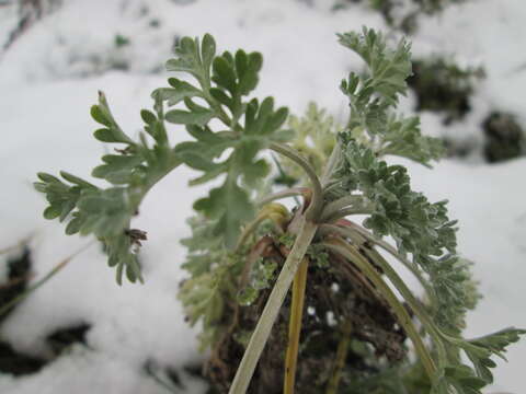 Image of absinthium