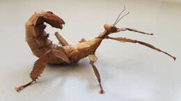 Image of giant stick insect