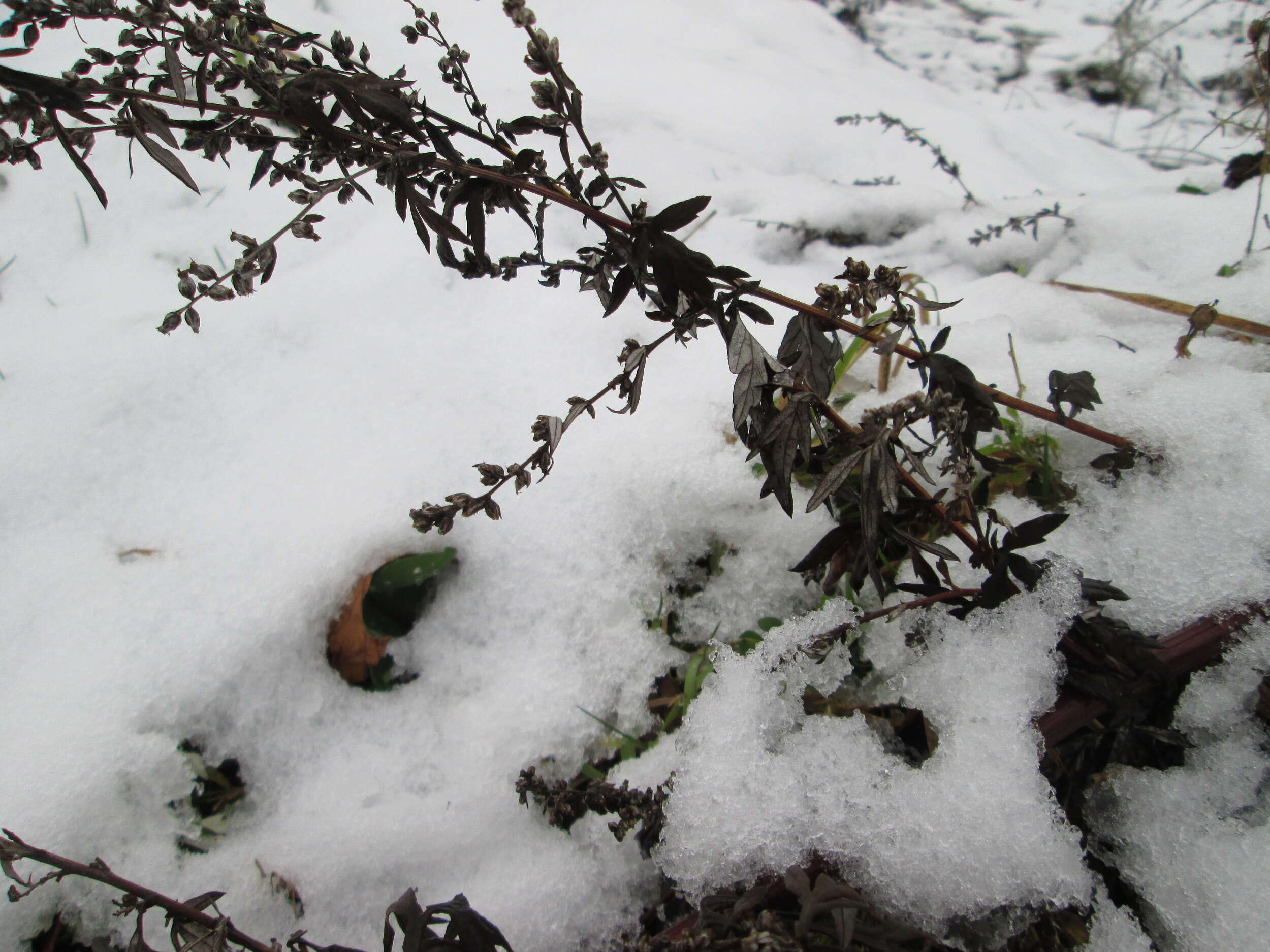 Image of common wormwood