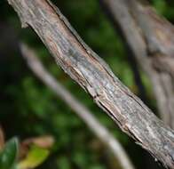 Image of Chatham Island bush daisy