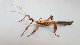 Image of giant stick insect