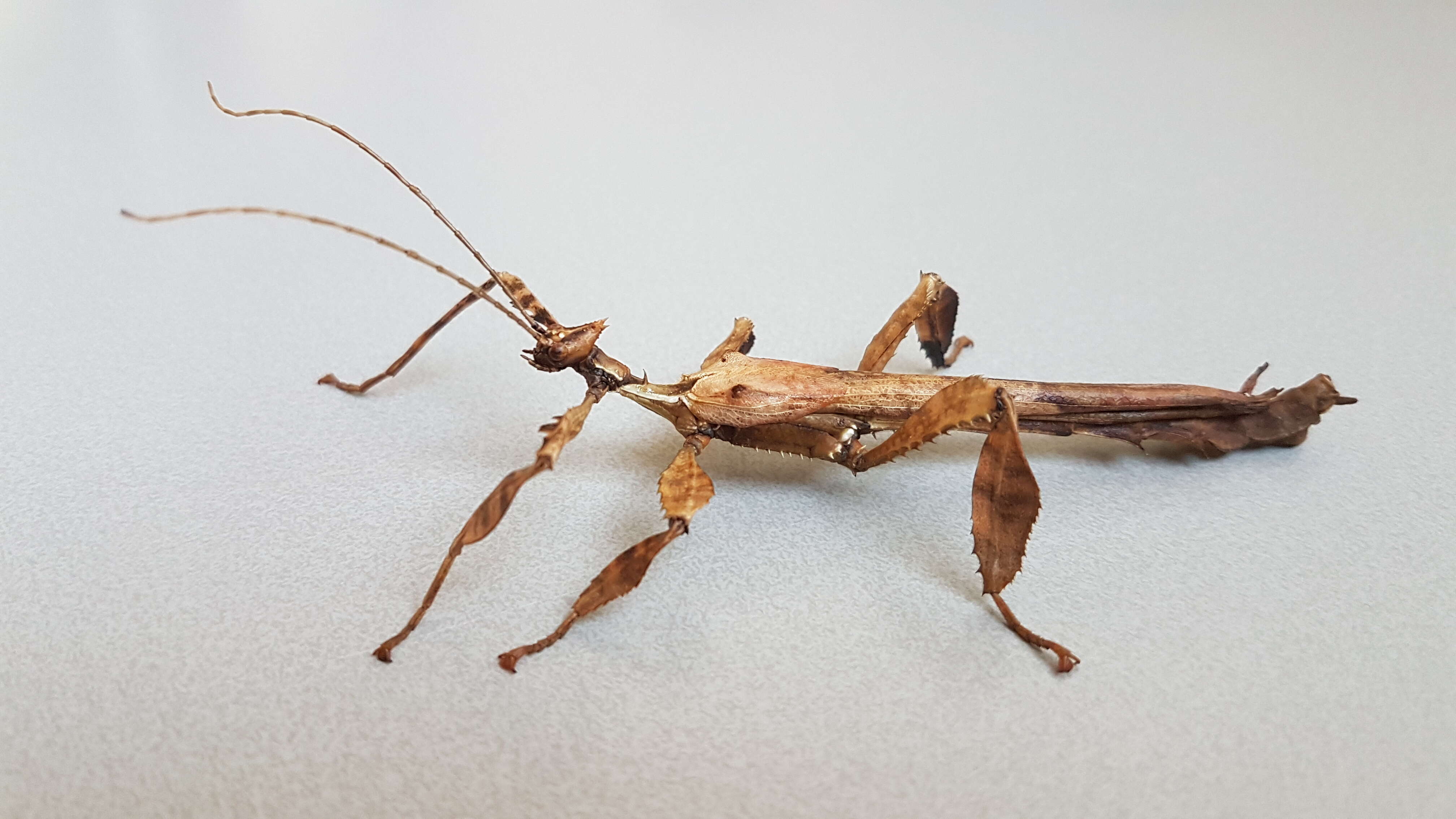 Image of giant stick insect