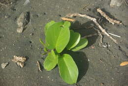 Ipomoea pes-caprae (L.) R. Brown resmi