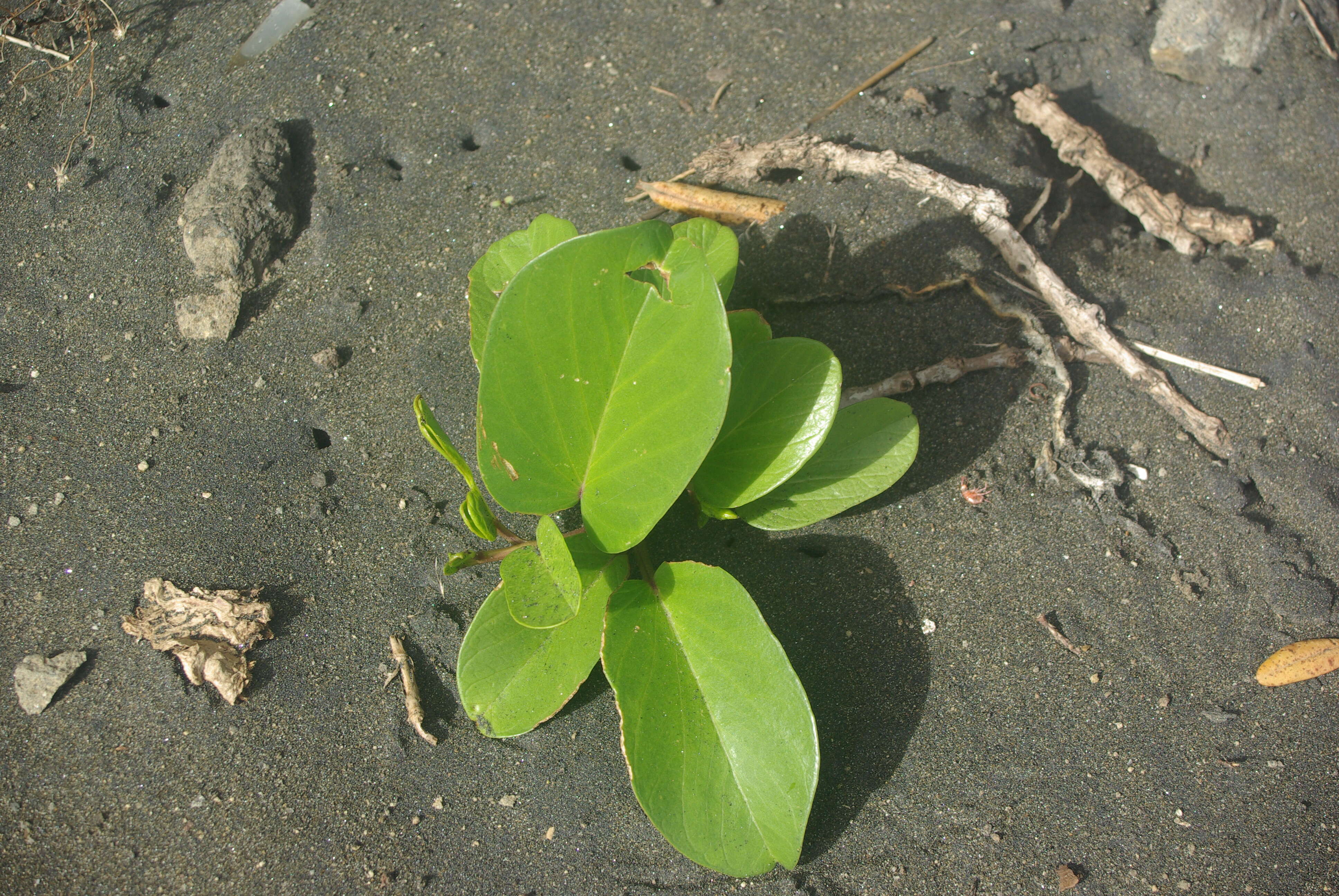 Ipomoea pes-caprae (L.) R. Brown resmi