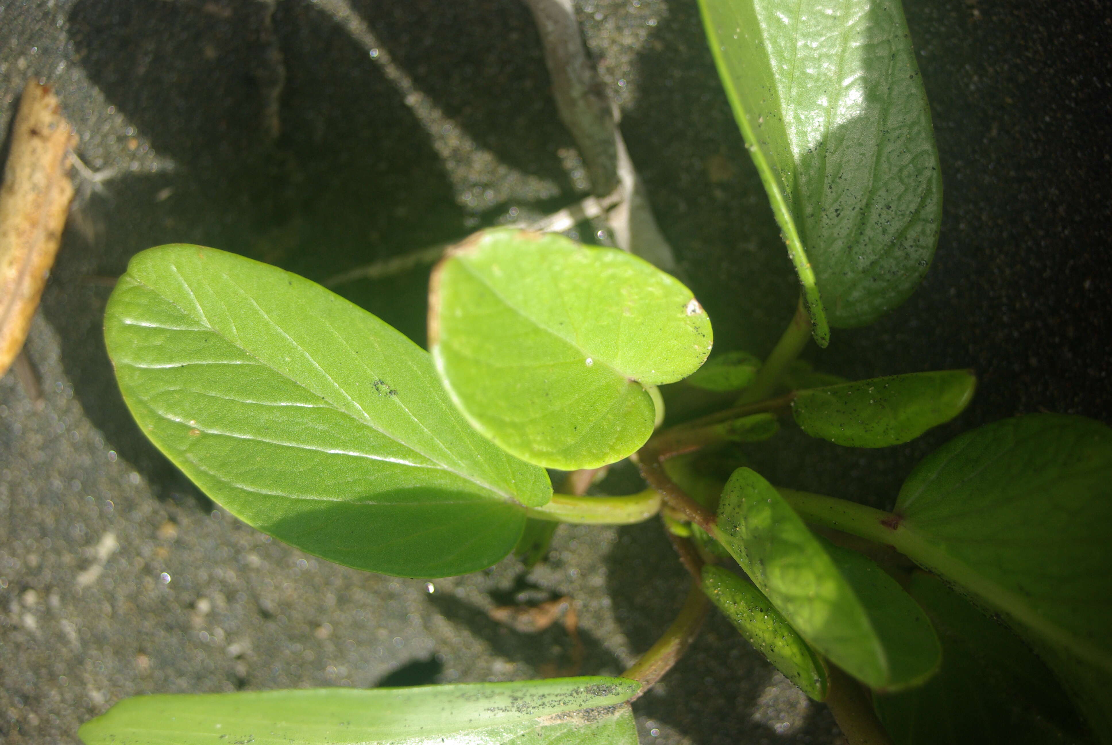 Ipomoea pes-caprae (L.) R. Brown resmi