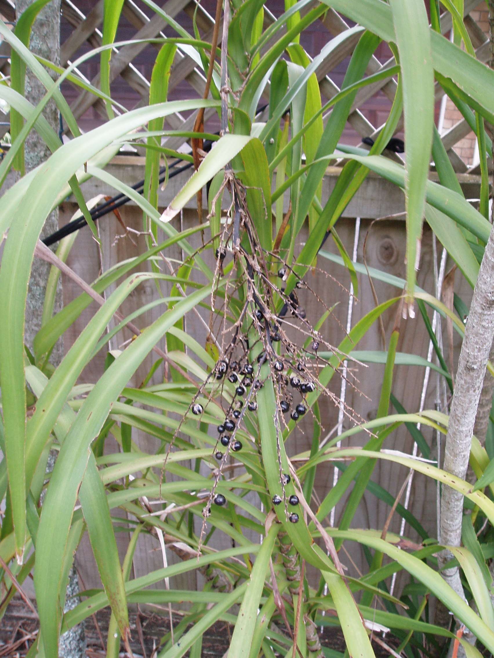 Imagem de Cordyline stricta (Sims) Endl.