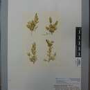 Sivun Caulerpa articulata Harvey 1855 kuva