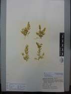 Image of Caulerpa articulata Harvey 1855