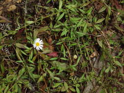 Image of Latin American Fleabane