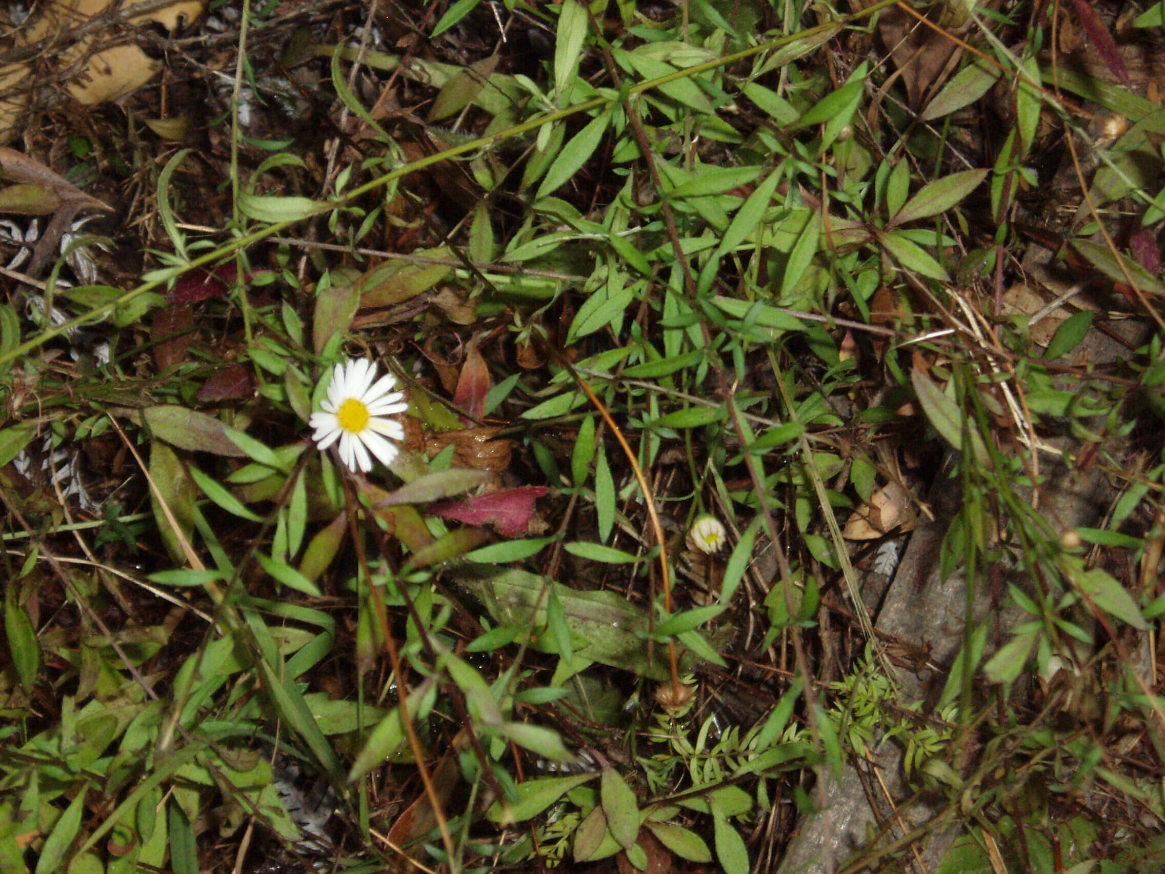 Image of Latin American Fleabane