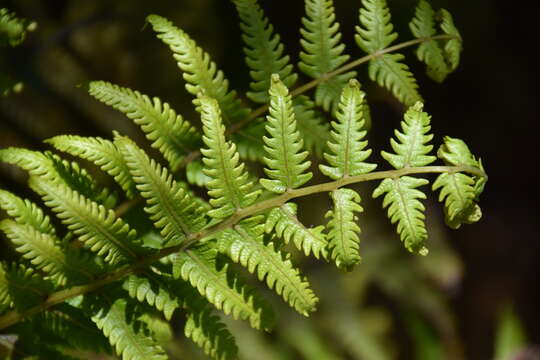 Image of Pneumatopteris pennigera (G. Forst.) Holtt.