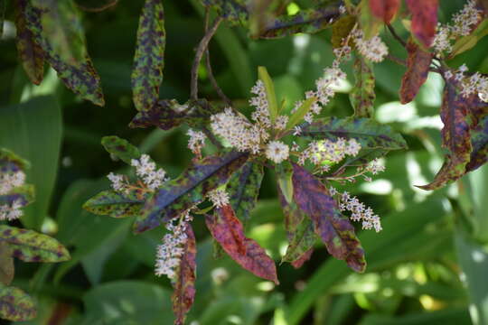 Image of Quintinia serrata A. Cunn.