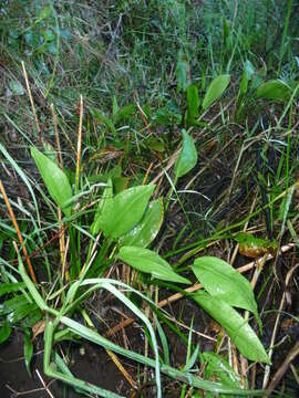 Image of Common Water-plantain