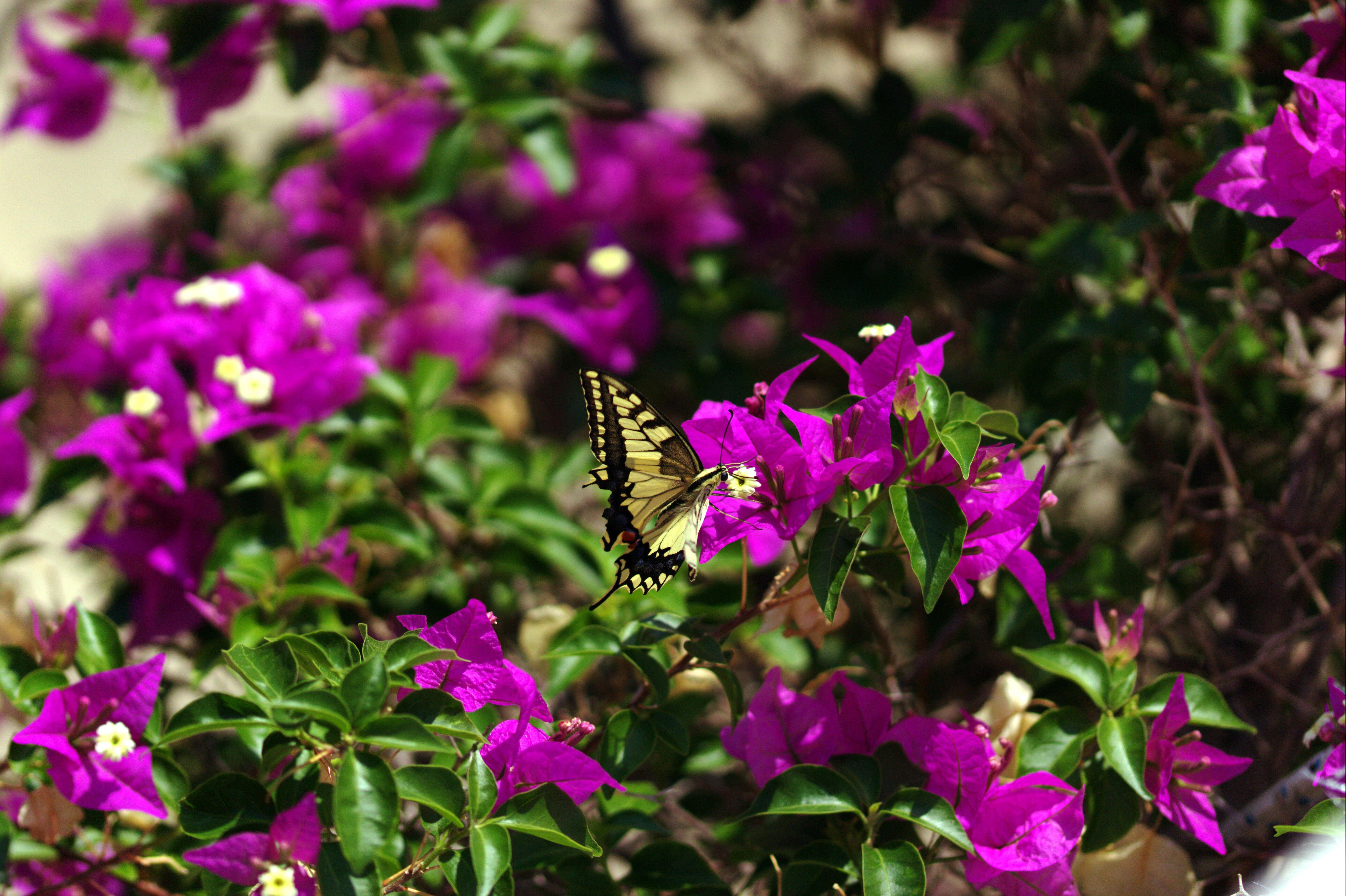 Слика од Bougainvillea glabra Choisy