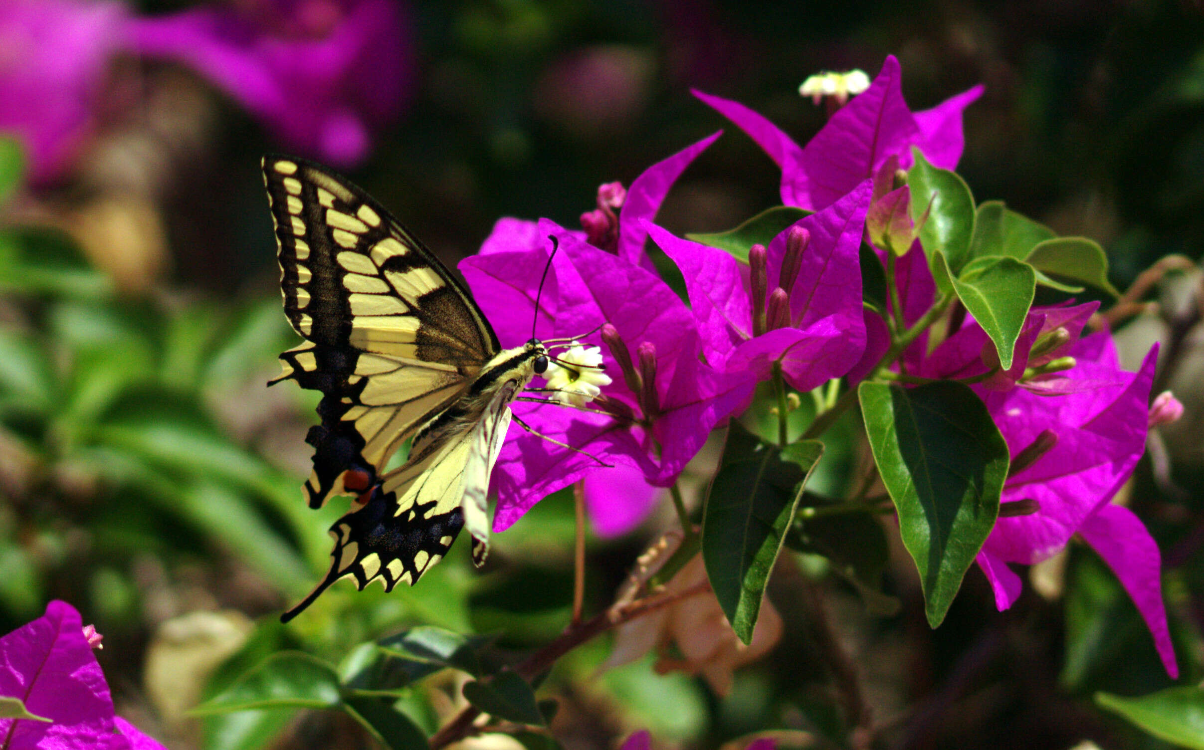 Слика од Bougainvillea glabra Choisy