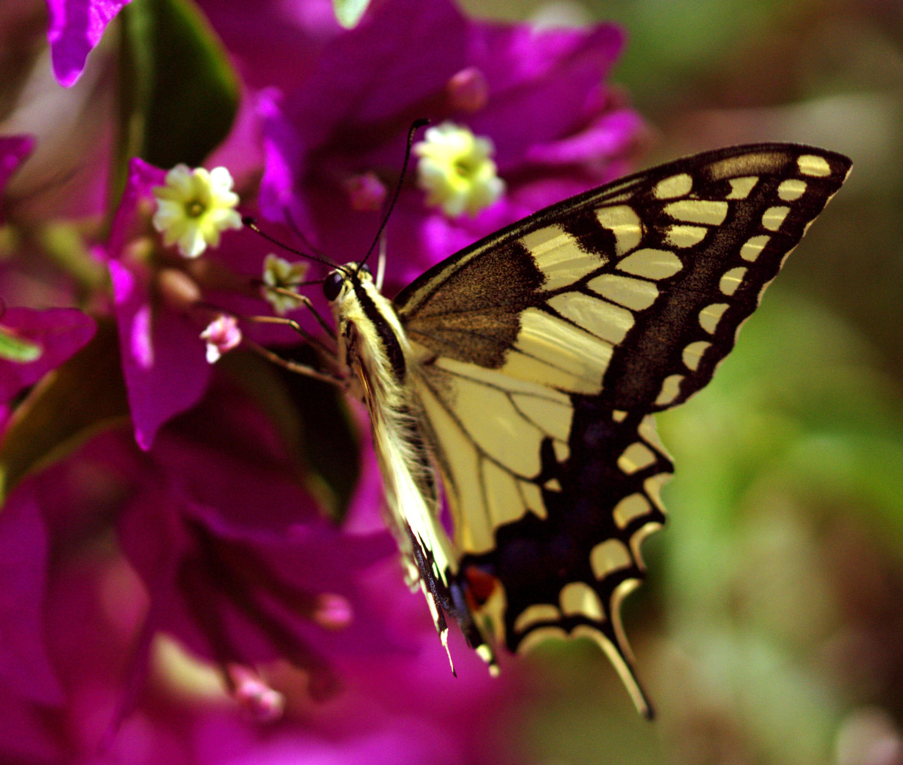 Plancia ëd Bougainvillea glabra Choisy