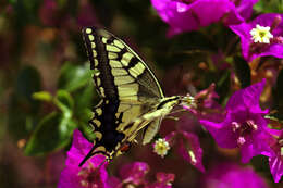 Image of paperflower