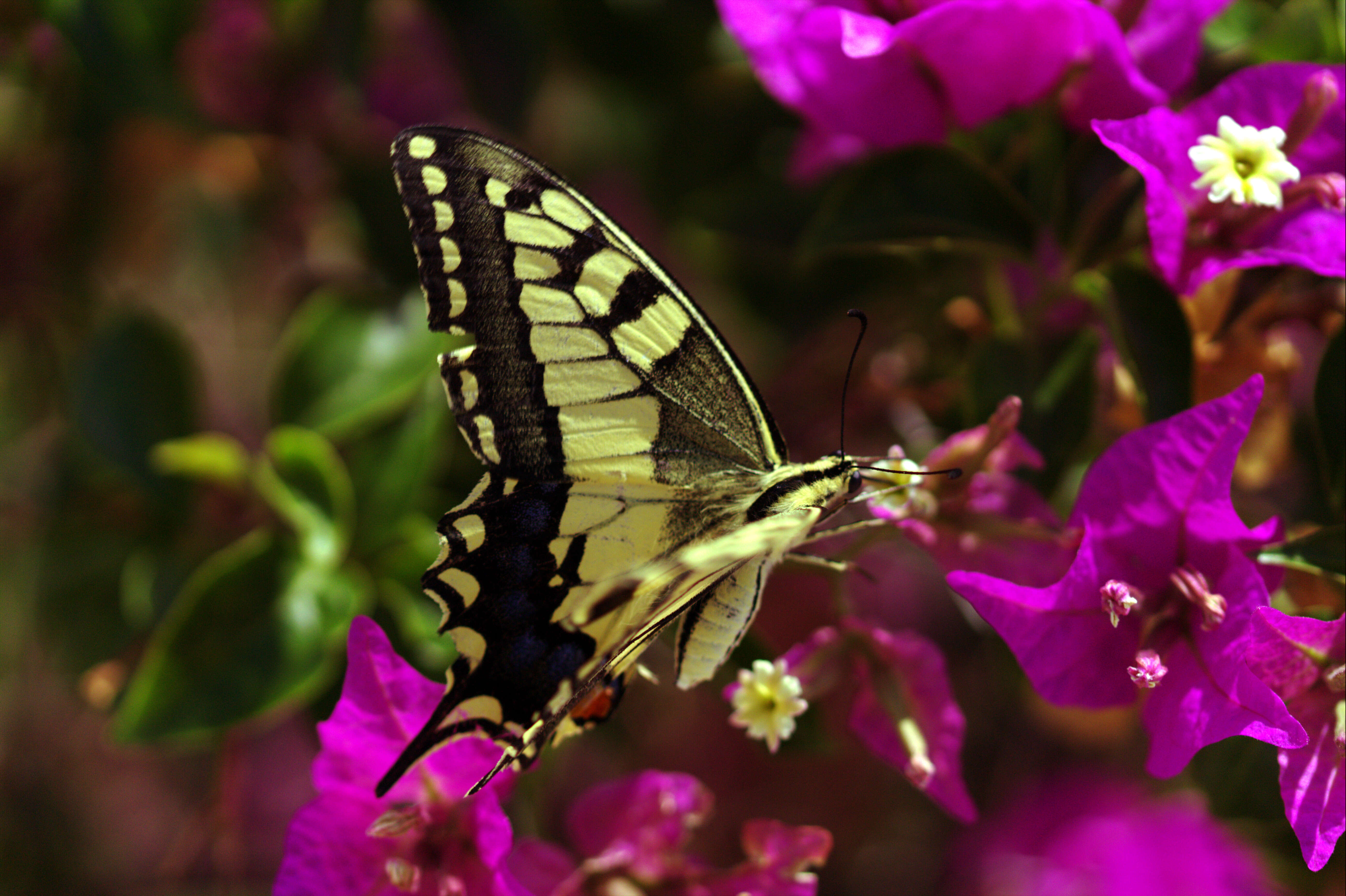 Слика од Bougainvillea glabra Choisy