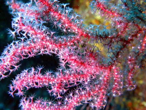 Image of chameleon sea fan