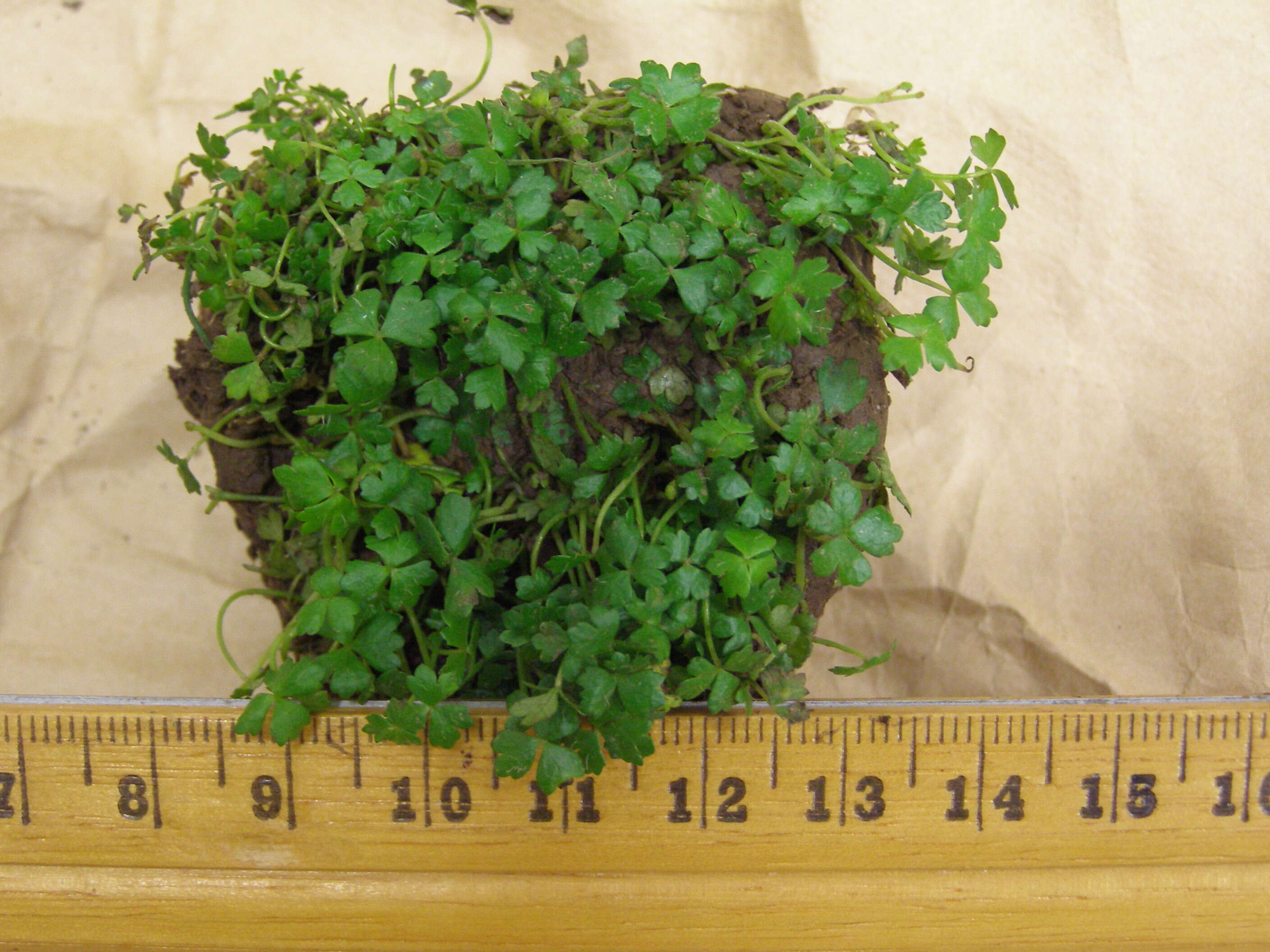 Image of Australian hydrocotyle