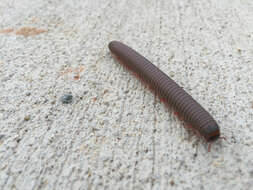 Image of American giant millipede