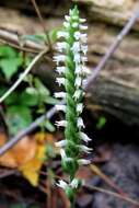 Image of October lady's tresses