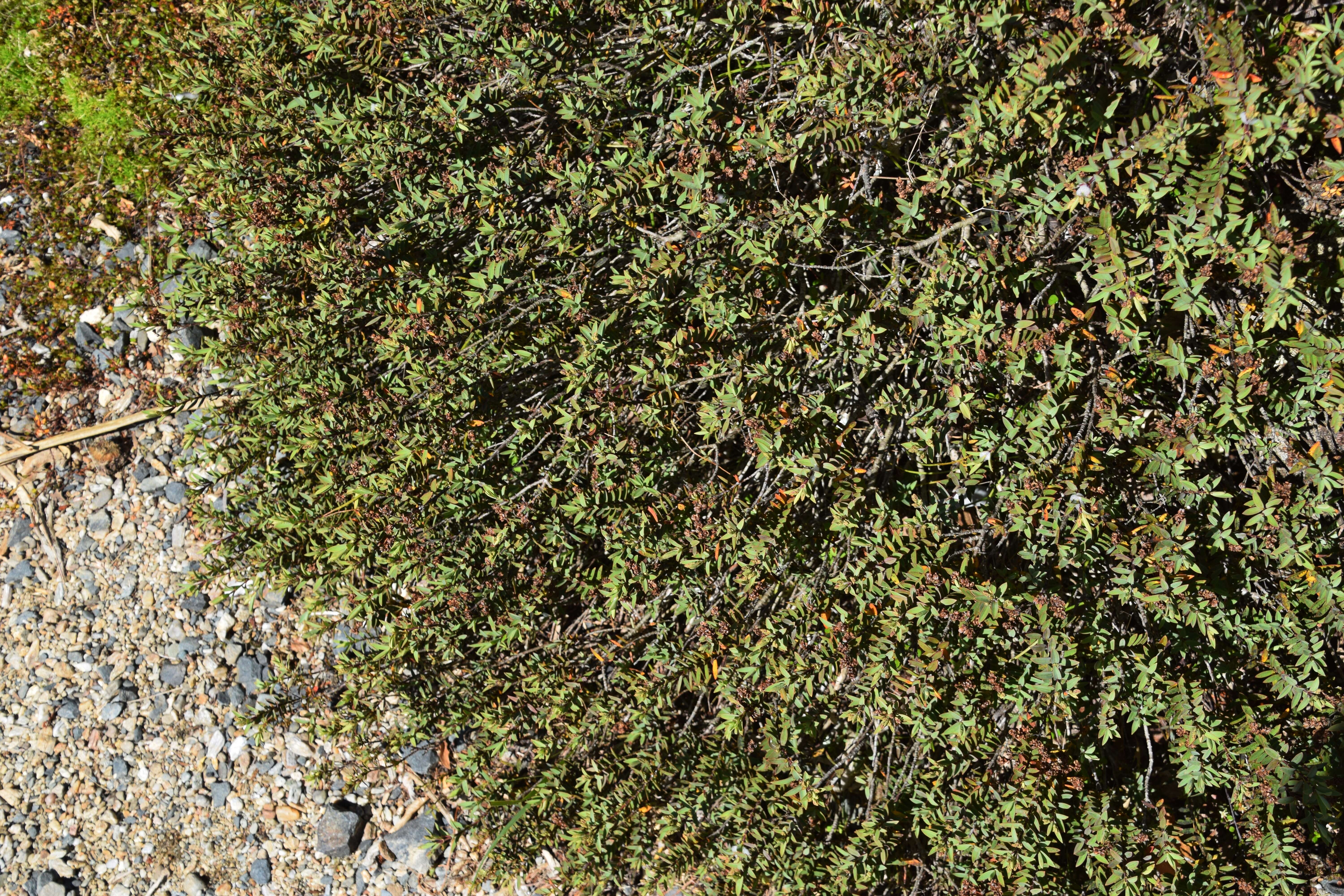 Image of Veronica pimeleoides subsp. pimeleoides
