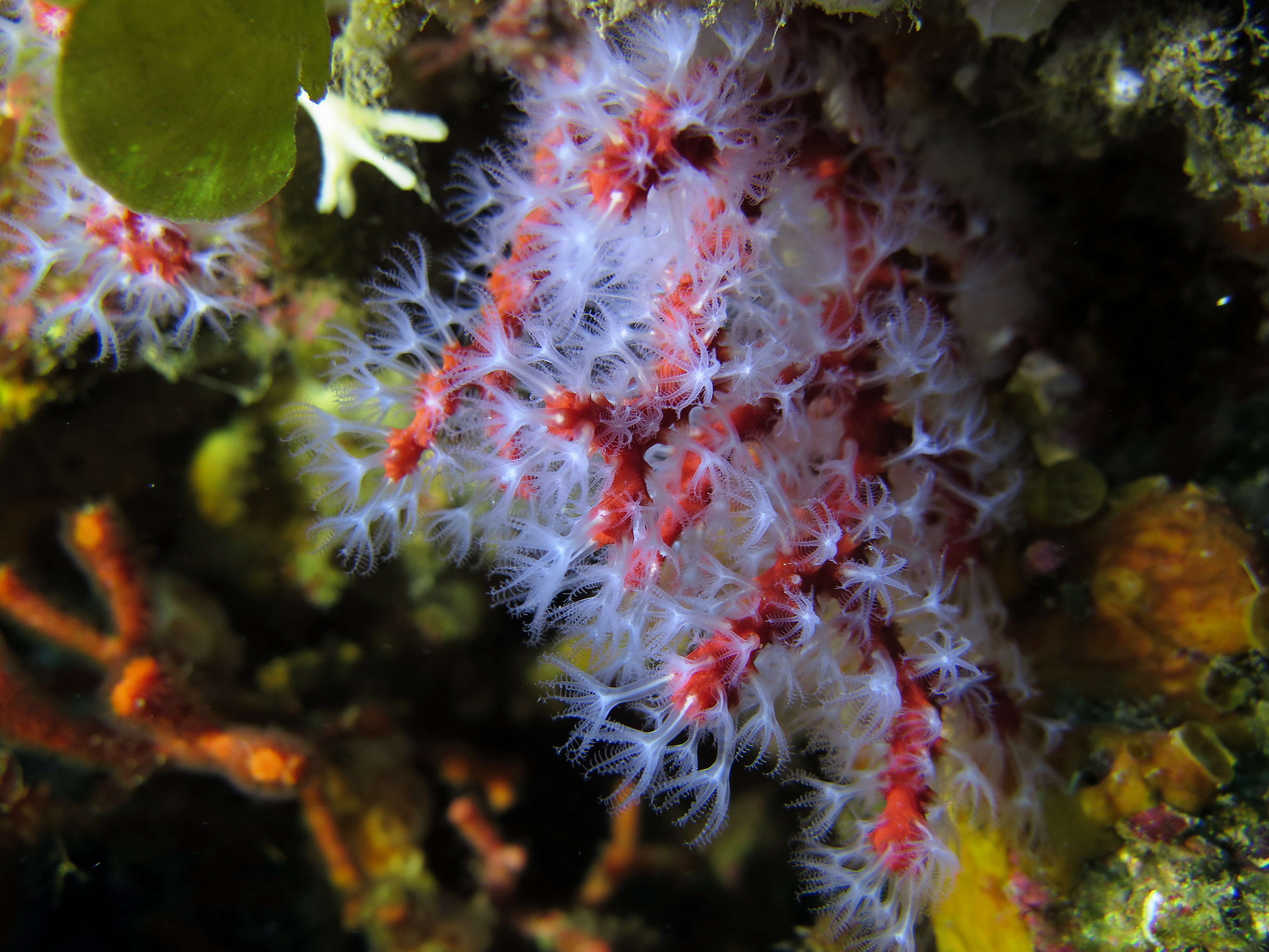 Image of Red coral