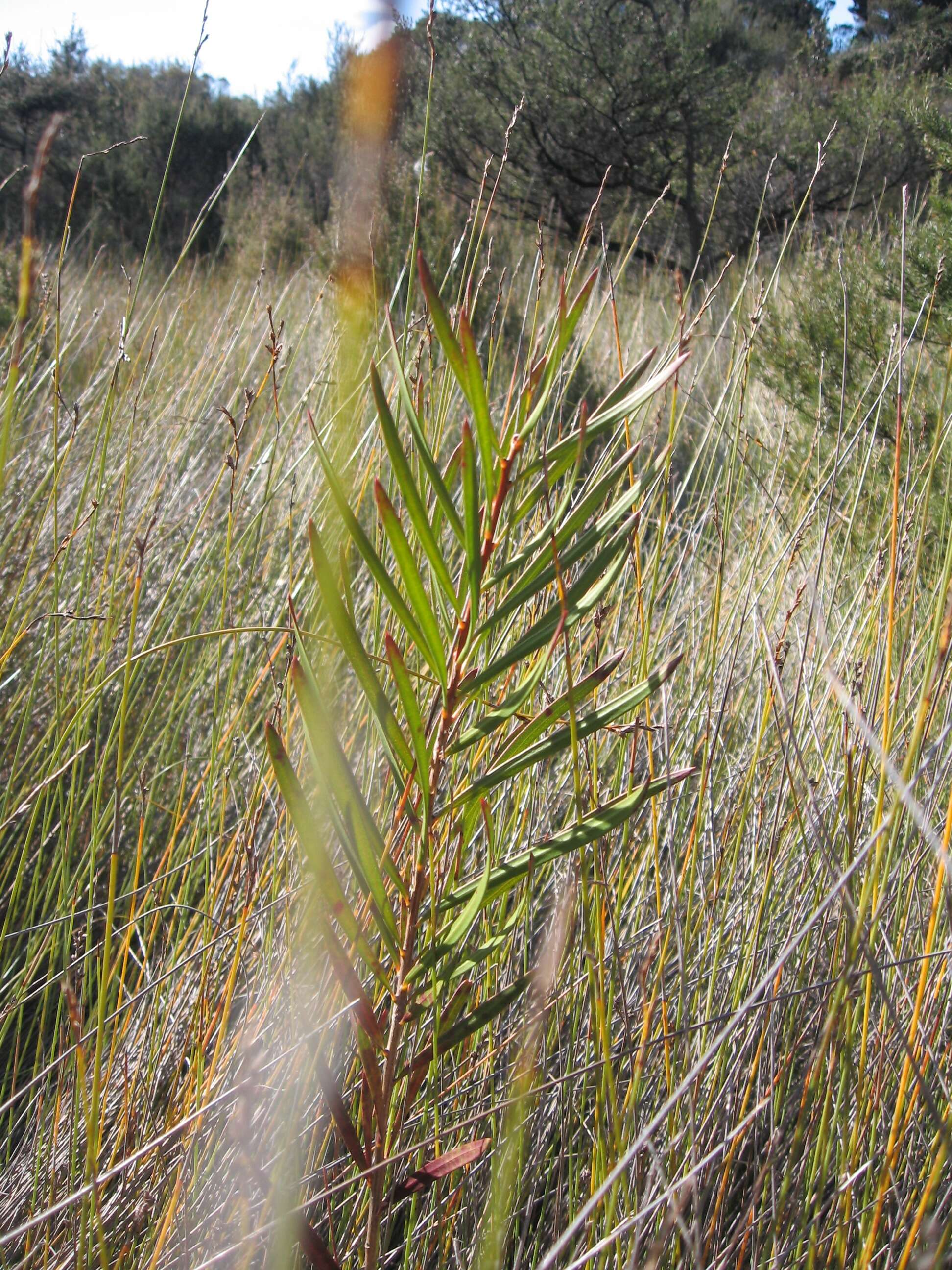 صورة Callistemon rigidus R. Br.