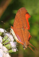 Image of Ruddy Daggerwing