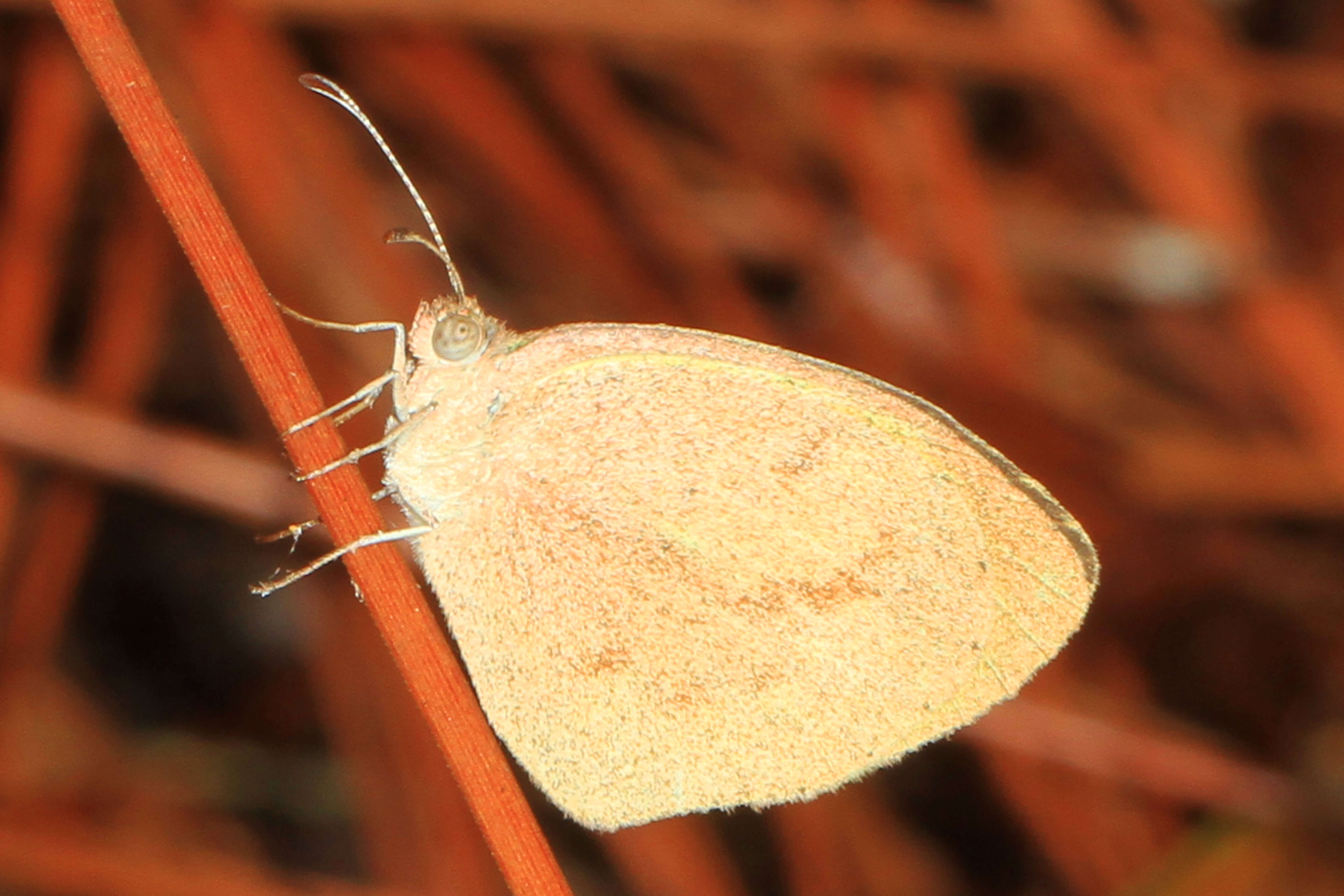 Image of Barred Yellow