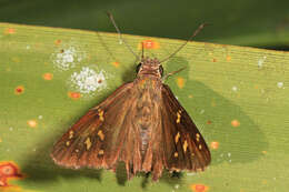 Image of Dorantes Longtail