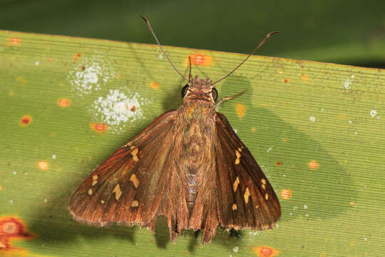 Image of Dorantes Longtail