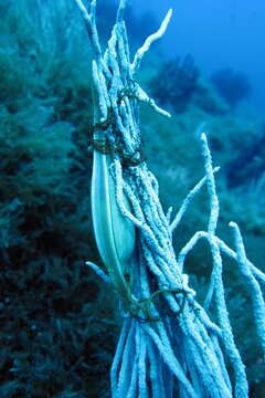 Image of Nursehound