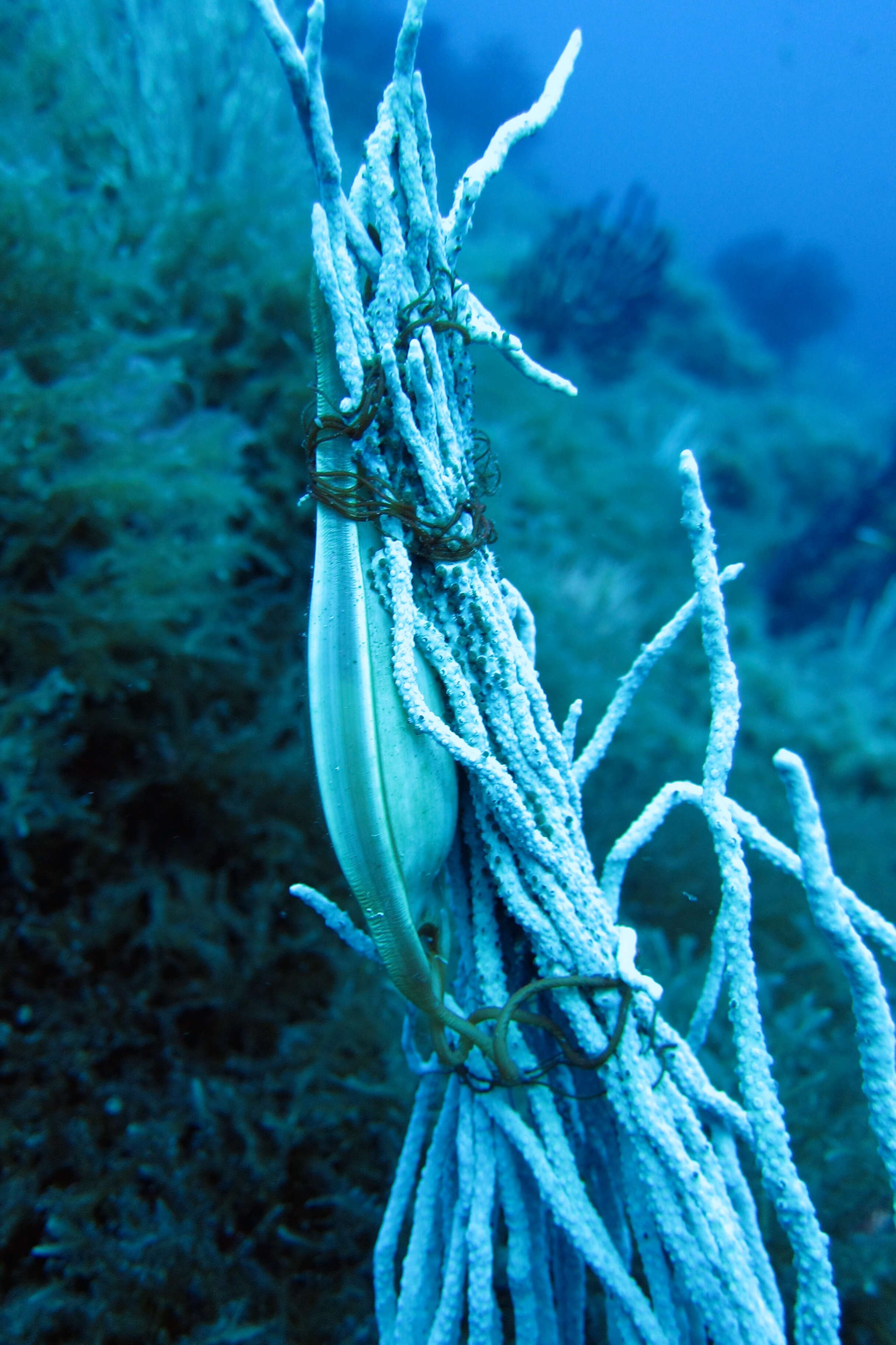 Image of Nursehound