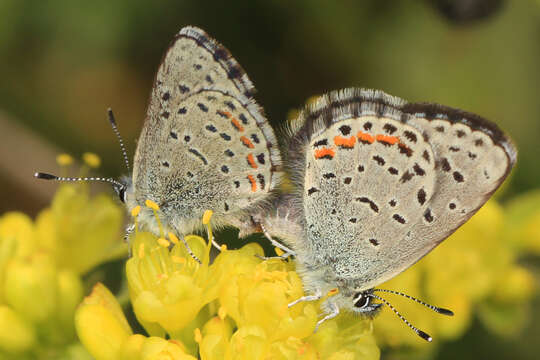 Image of Smith's blue butterfly