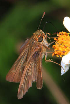 Image of Long-windged Skipper