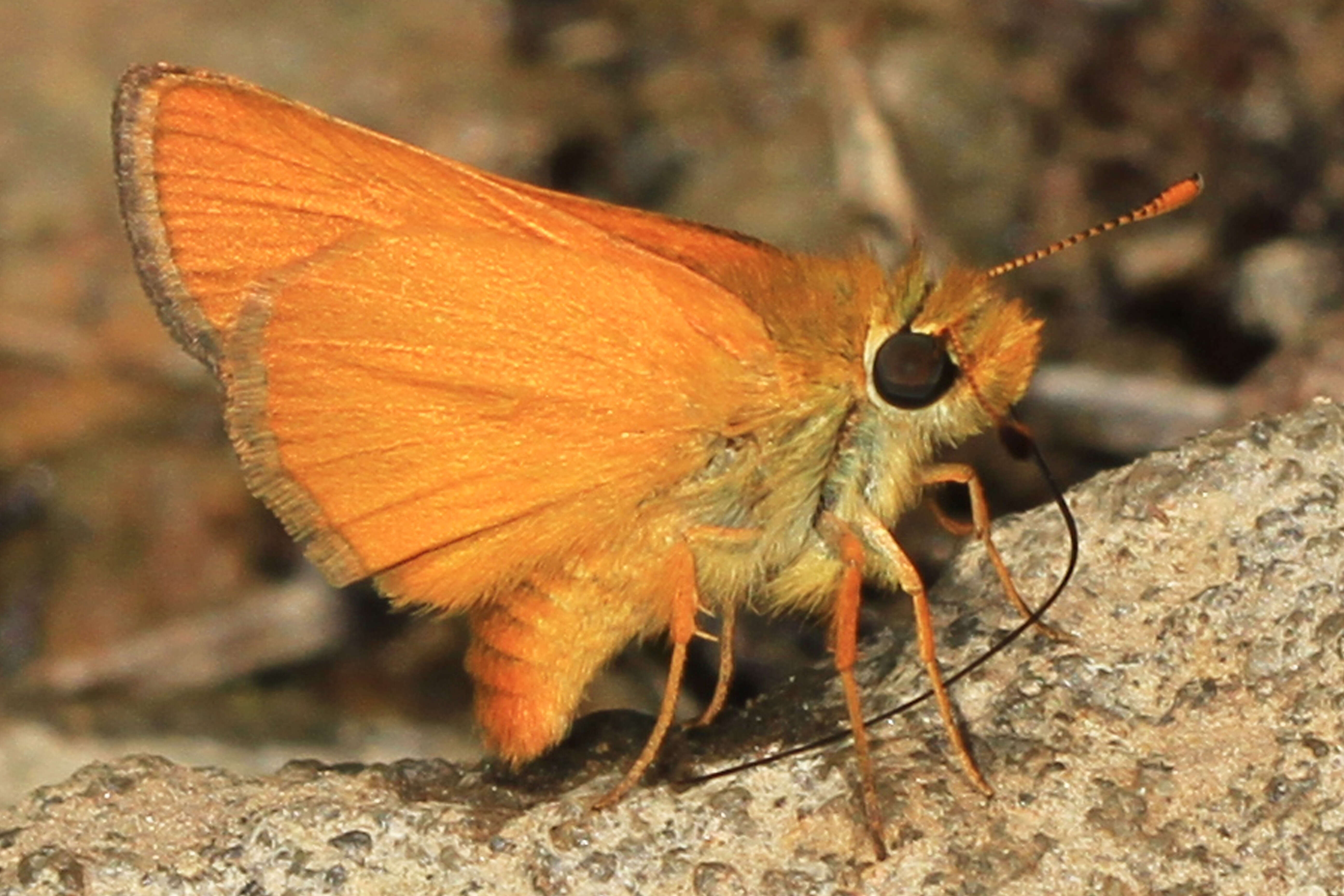 Image of Rural Skipper