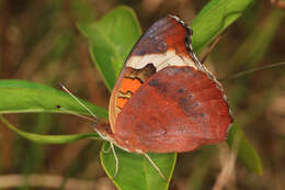 Image of Common buckeye